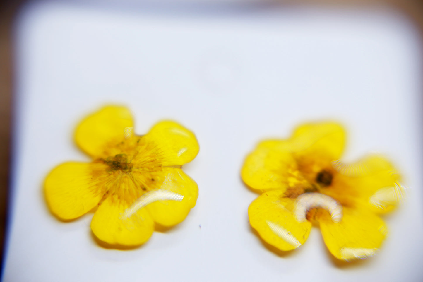 Buttercup Sterling Silver Stud Earrings