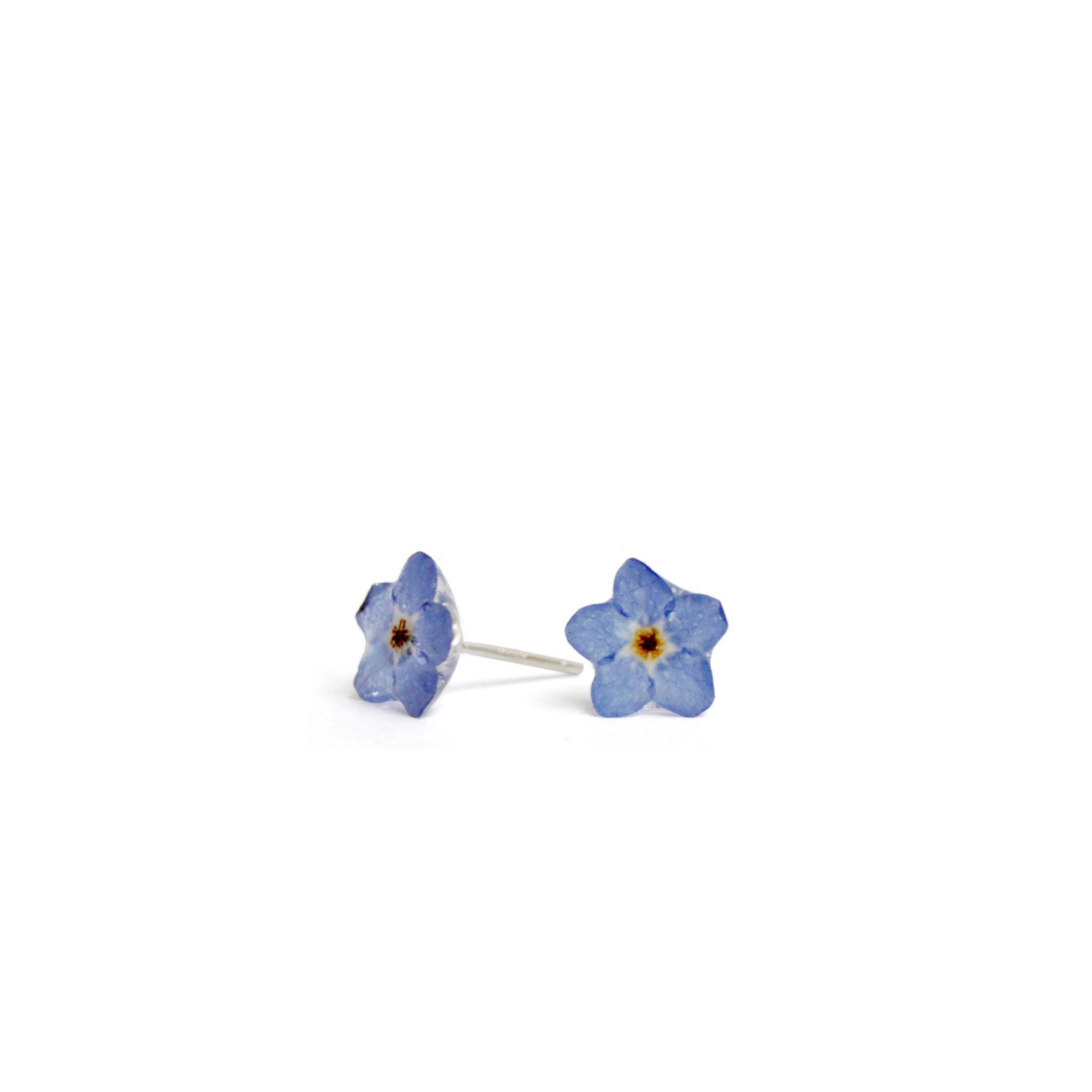 Forget Me Not – NordicFlowers